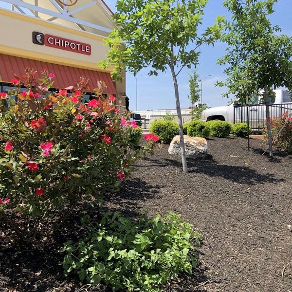 Chipotle Lawn — San Marcos, TX — Diamondback Landscaping & Lawn Care, Inc.