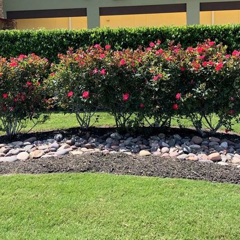 Plants and Rocks — San Marcos, TX — Diamondback Landscaping & Lawn Care, Inc.