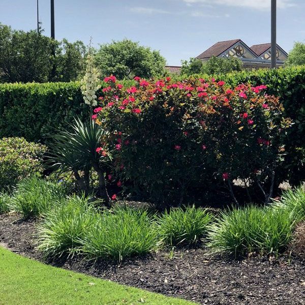 Bush with Flowers — San Marcos, TX — Diamondback Landscaping & Lawn Care, Inc.