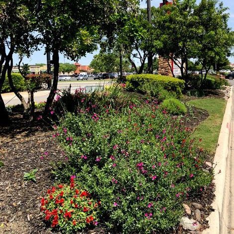 Plants and Trees — San Marcos, TX — Diamondback Landscaping & Lawn Care, Inc.