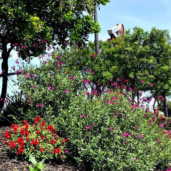 Random Plants — San Marcos, TX — Diamondback Landscaping & Lawn Care, Inc.