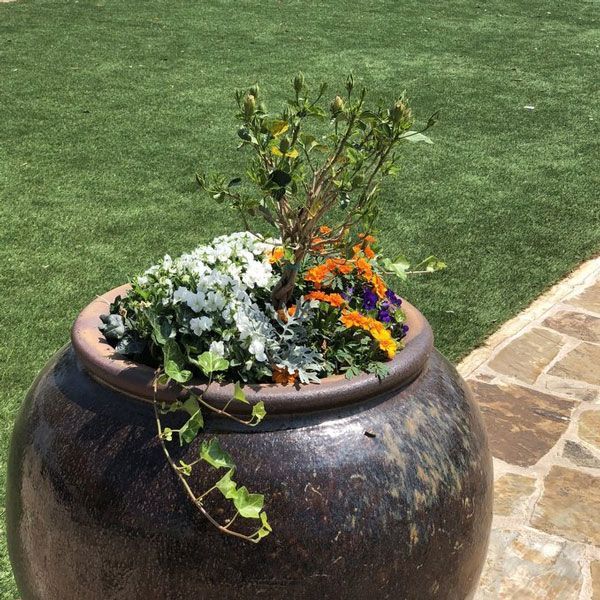 Flowers on A Big Container — San Marcos, TX — Diamondback Landscaping & Lawn Care, Inc.