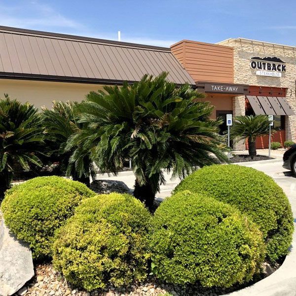 Bushes Surrounding a Tree — San Marcos, TX — Diamondback Landscaping & Lawn Care, Inc.