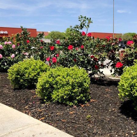 Plants with Red Flowers — San Marcos, TX — Diamondback Landscaping & Lawn Care, Inc.