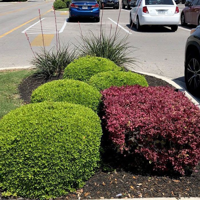 Green and Red Bush — San Marcos, TX — Diamondback Landscaping & Lawn Care, Inc.