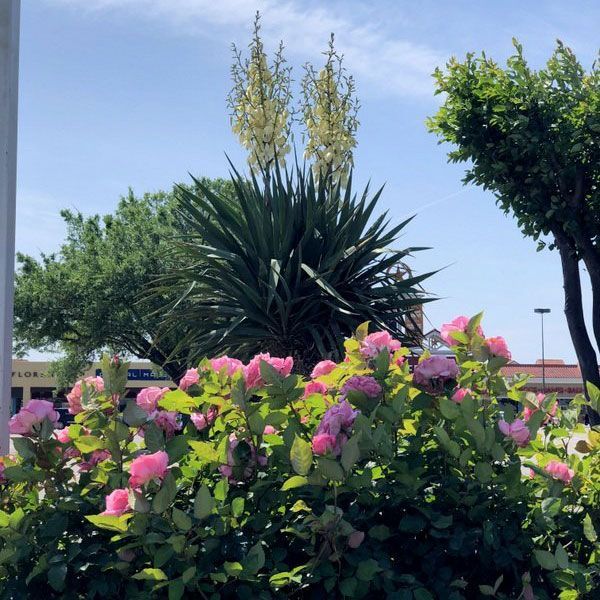 Pink Flowers — San Marcos, TX — Diamondback Landscaping & Lawn Care, Inc.