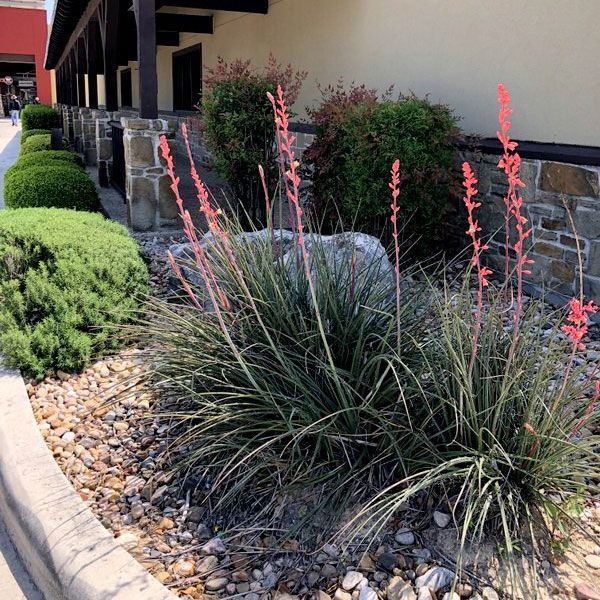 Commercial Space with Landscape — San Marcos, TX — Diamondback Landscaping & Lawn Care, Inc.