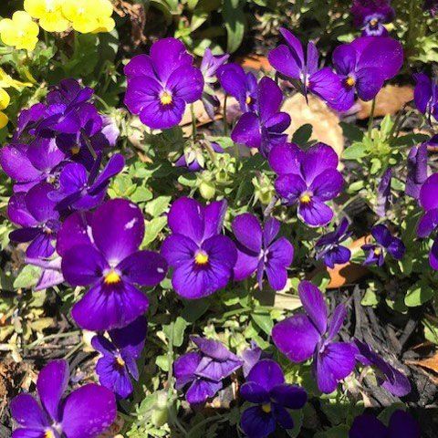 Purple Flower — San Marcos, TX — Diamondback Landscaping & Lawn Care, Inc.