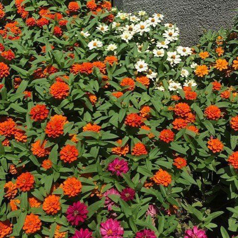 Assorted Flowers — San Marcos, TX — Diamondback Landscaping & Lawn Care, Inc.