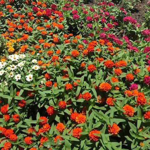 Red, White, and Purple Flowers — San Marcos, TX — Diamondback Landscaping & Lawn Care, Inc.