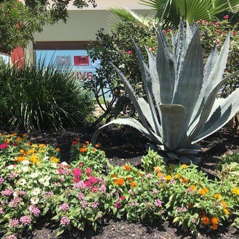 Flowers with Different Colors — San Marcos, TX — Diamondback Landscaping & Lawn Care, Inc.