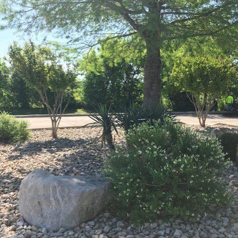 Tree, Bush, and A Rock — San Marcos, TX — Diamondback Landscaping & Lawn Care, Inc.