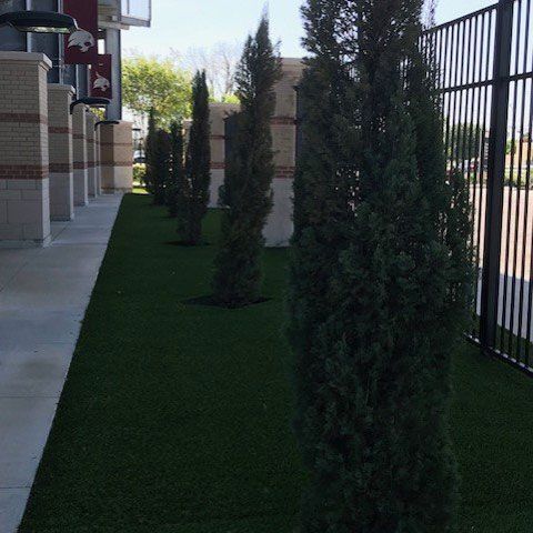 Newly Trimmed Trees — San Marcos, TX — Diamondback Landscaping & Lawn Care, Inc.