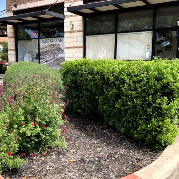 Hedges — San Marcos, TX — Diamondback Landscaping & Lawn Care, Inc.