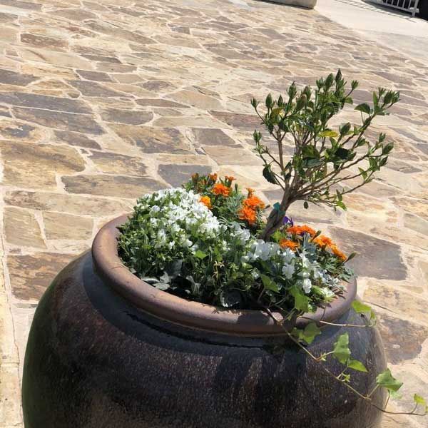 Urn with a Plant — San Marcos, TX — Diamondback Landscaping & Lawn Care, Inc.