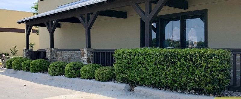 Trimmed Hedges — San Marcos, TX — Diamondback Landscaping & Lawn Care, Inc.