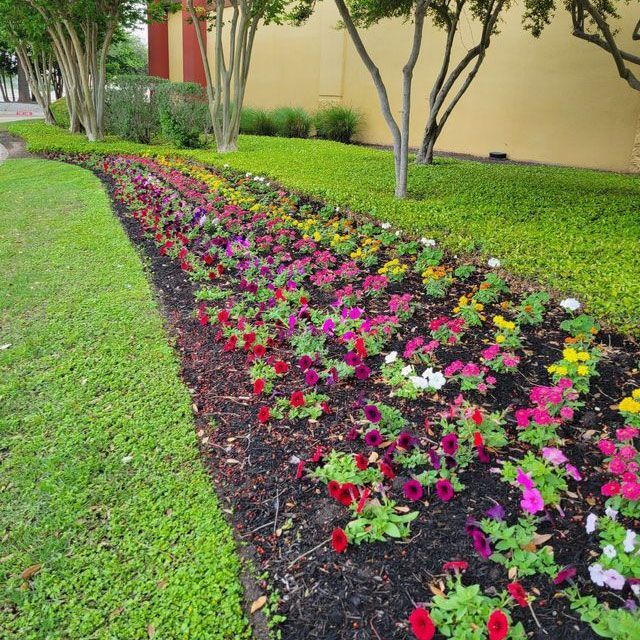 Flower Bed — San Marcos, TX — Diamondback Landscaping & Lawn Care, Inc.