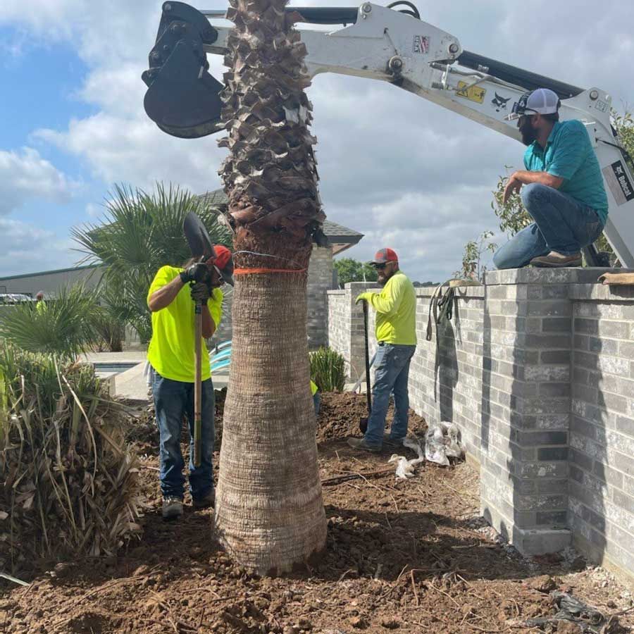 Removing a Tree — San Marcos, TX — Diamondback Landscaping & Lawn Care, Inc.