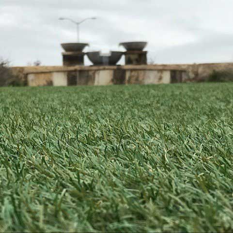 Grass — San Marcos, TX — Diamondback Landscaping & Lawn Care, Inc.