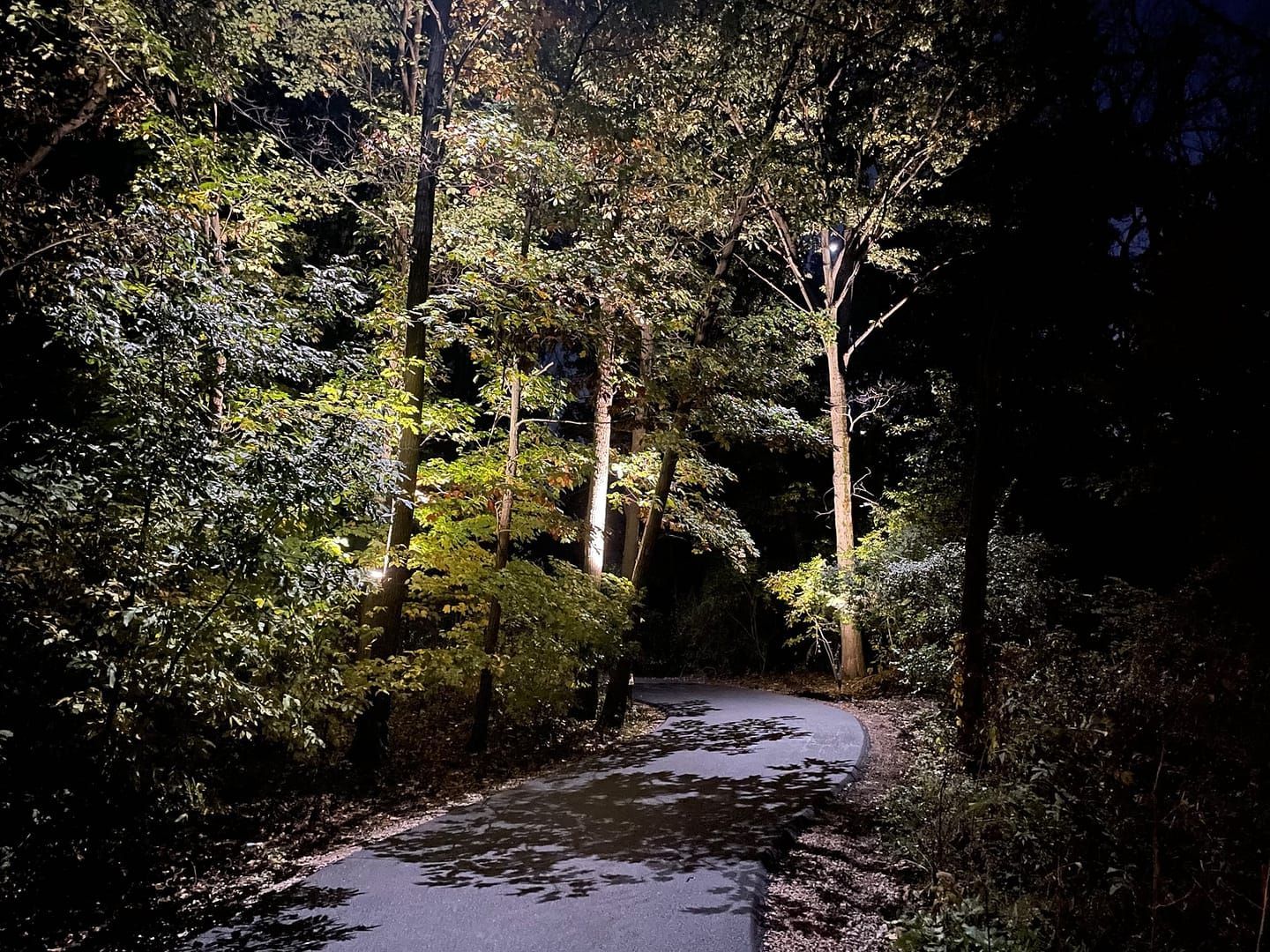 Pathway through trees at night, illuminated by lights. Pavement reflects light and fallen leaves.