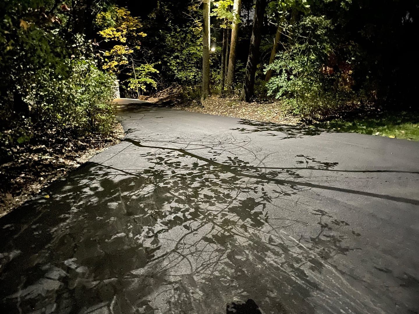 Dark asphalt path with leaf shadows; trees and foliage on either side, lit by a street light.