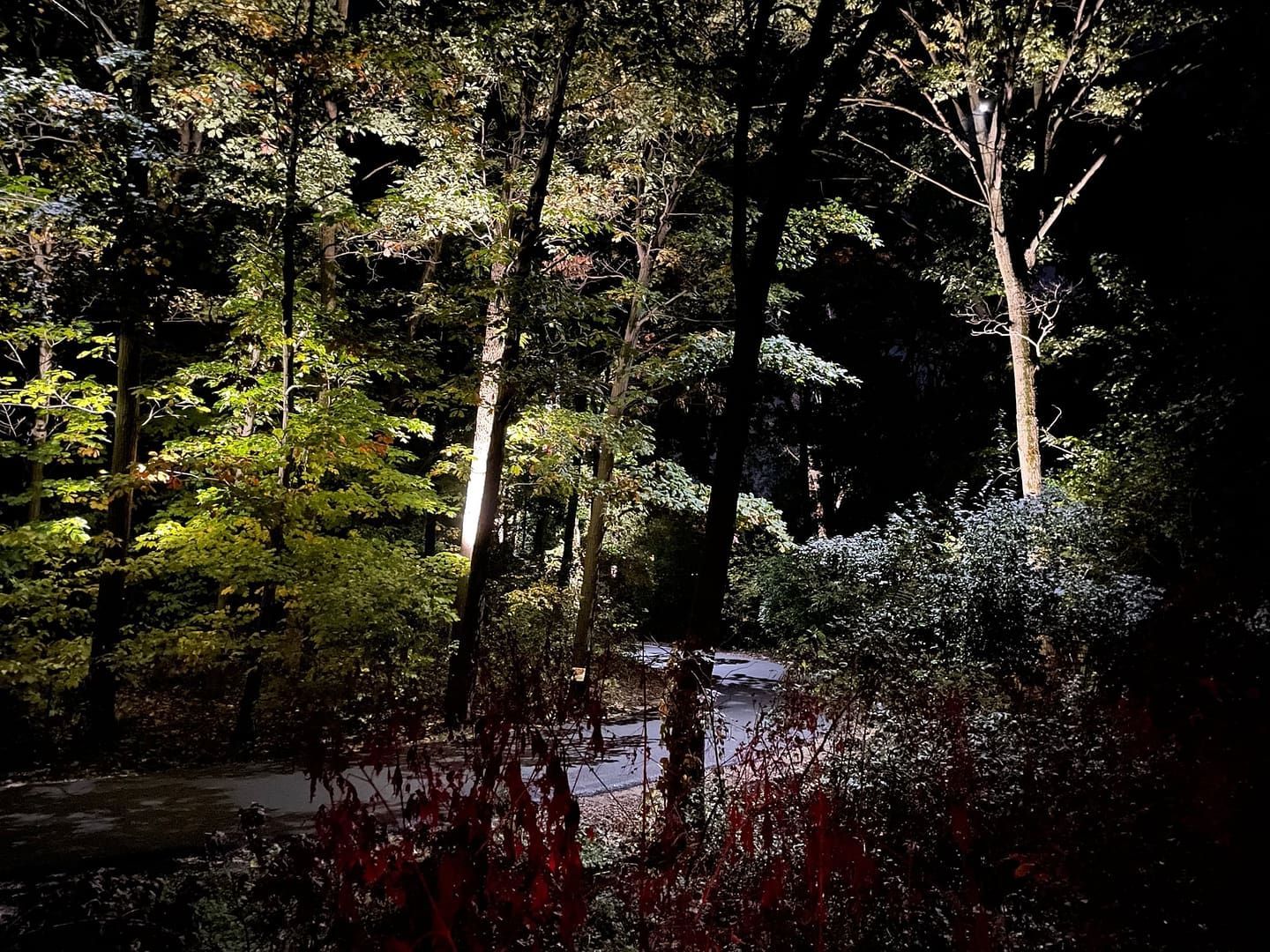 Night scene of trees illuminated by spotlights along a path, with reddish plants in the foreground.