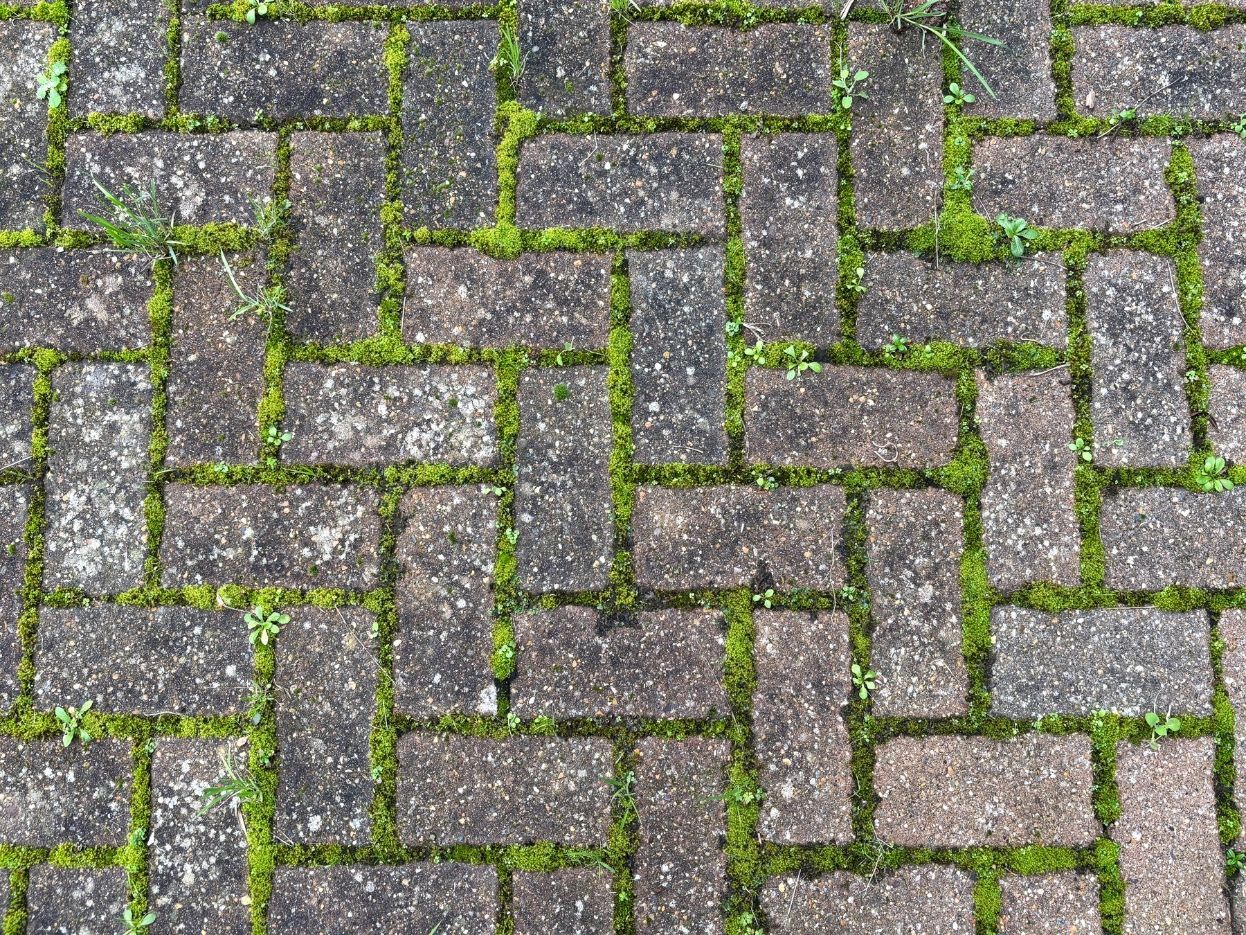 Gray brick pavers in a herringbone pattern with green moss growing between them.