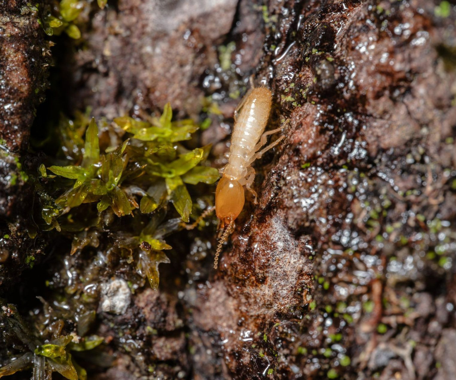 closeup image of a termite