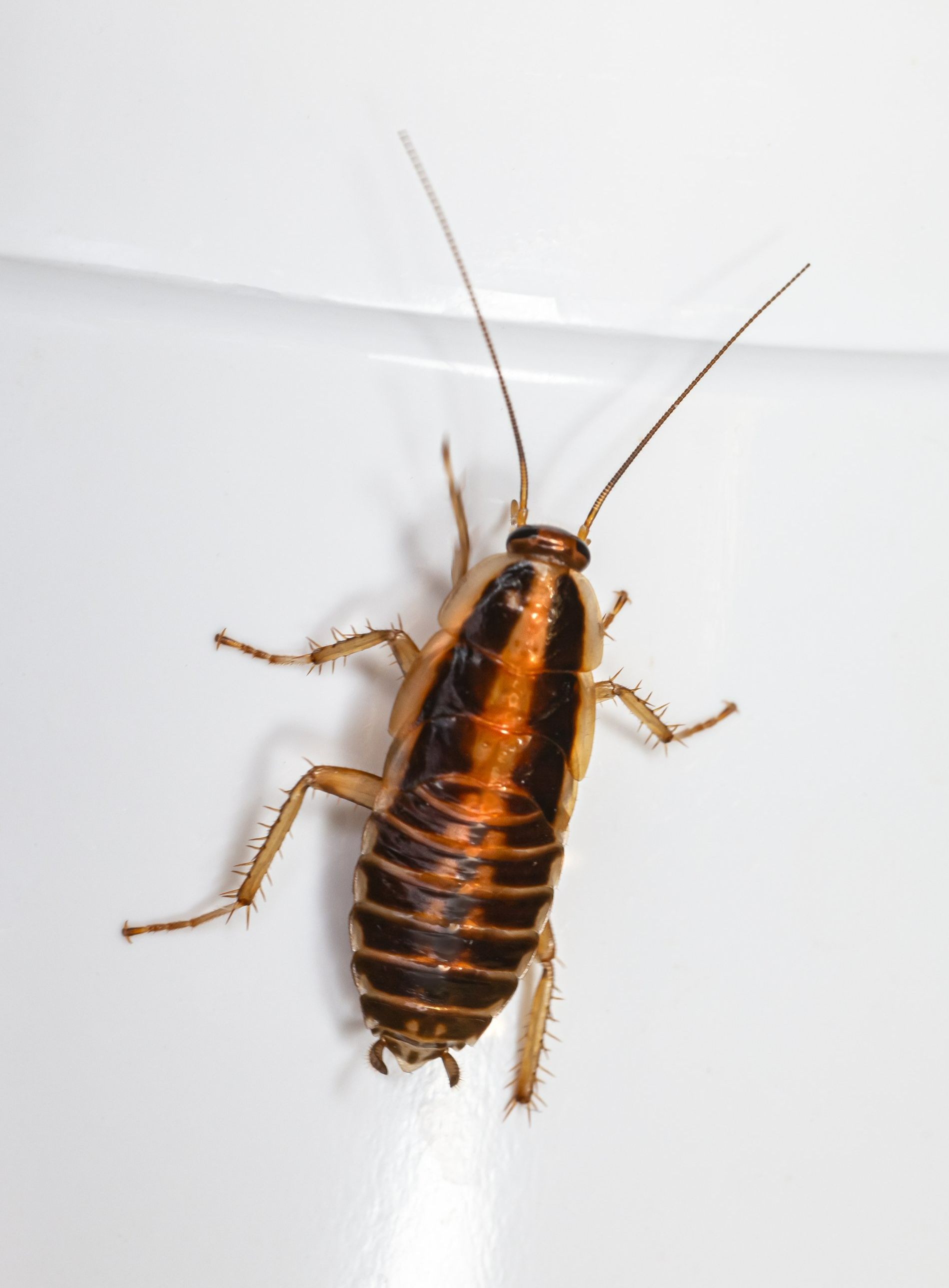 closeup image of a cockroach