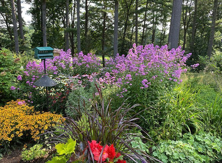 A garden filled with lots of purple flowers and red flowers.