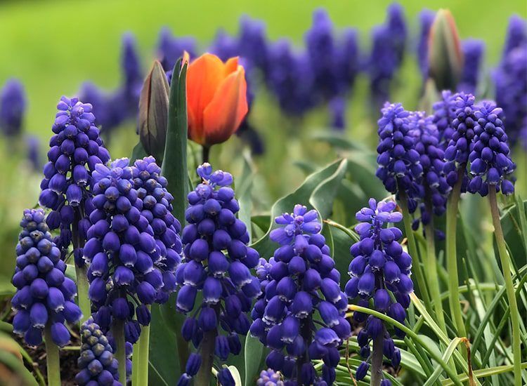 A field of purple and orange flowers with an orange tulip in the middle