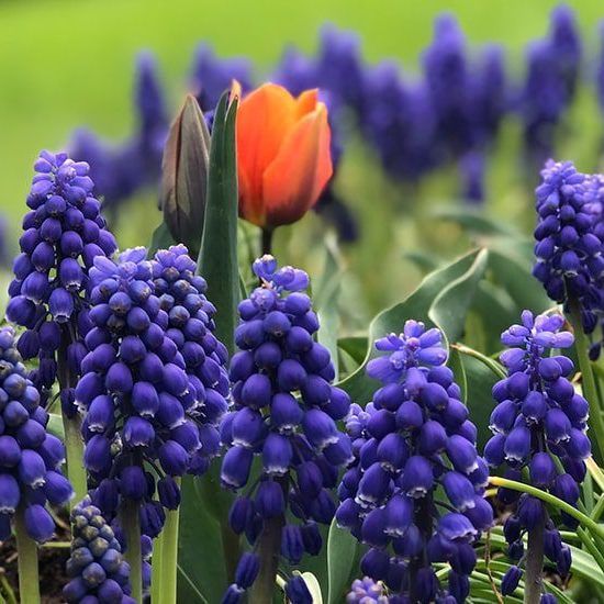 A bunch of purple flowers with an orange flower in the middle