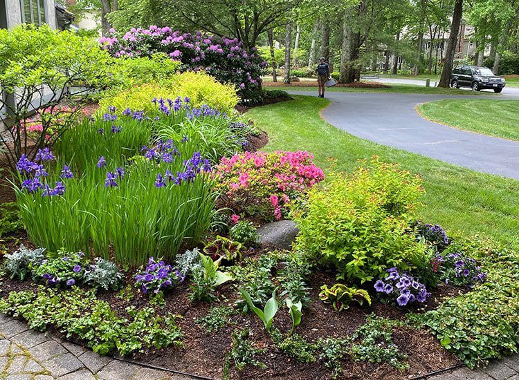 A man is walking down a driveway next to a garden filled with lots of flowers.