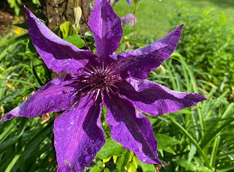 A close up of a purple flower with water drops on it