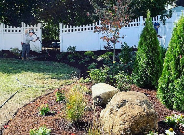 A man is raking a lawn in front of a white fence