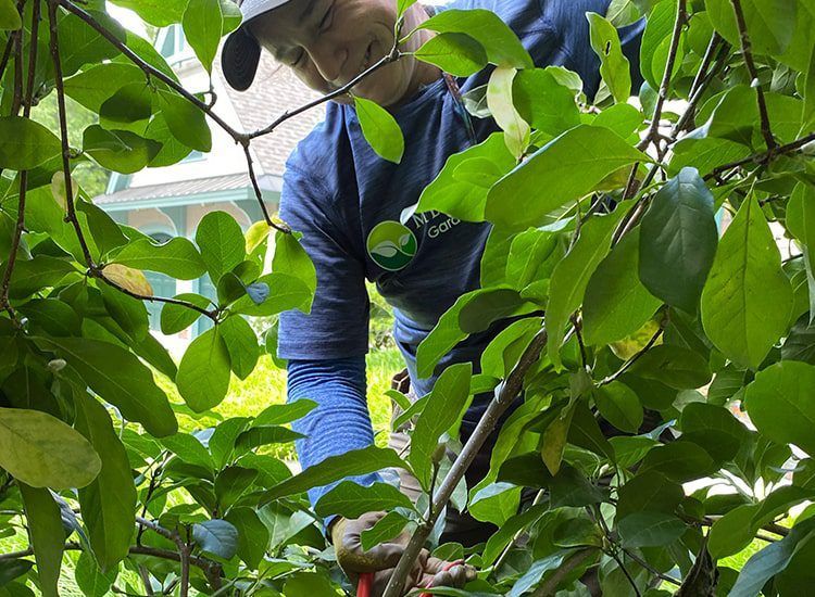 A man is cutting a tree branch with a pair of scissors.