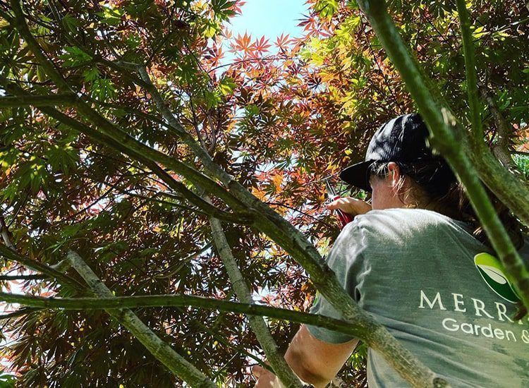 A woman is standing in a tree looking up at the leaves.