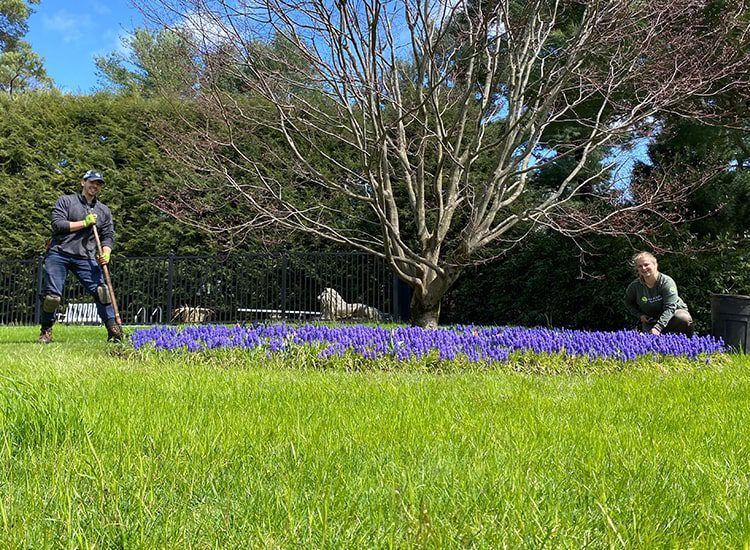 Two men are working in a garden with purple flowers.