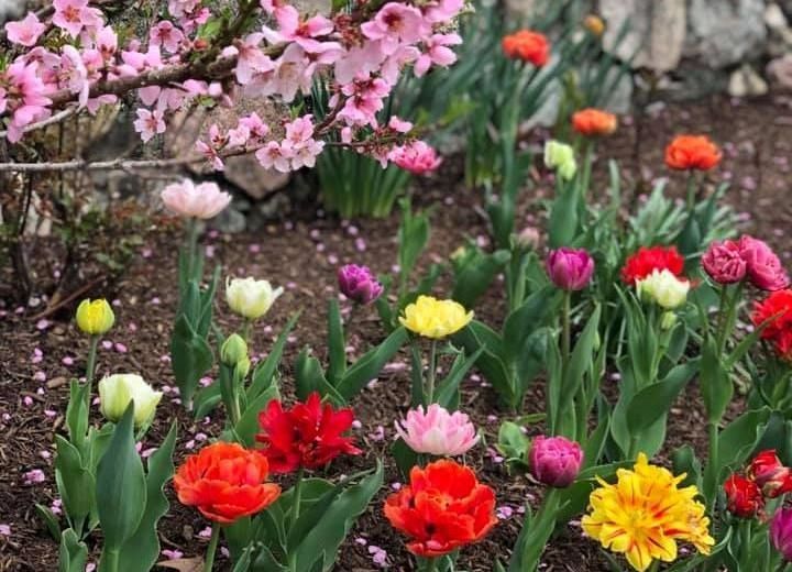 There are many different types of flowers in this garden.