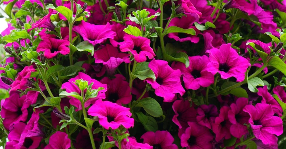 A bunch of purple flowers are growing on a plant.