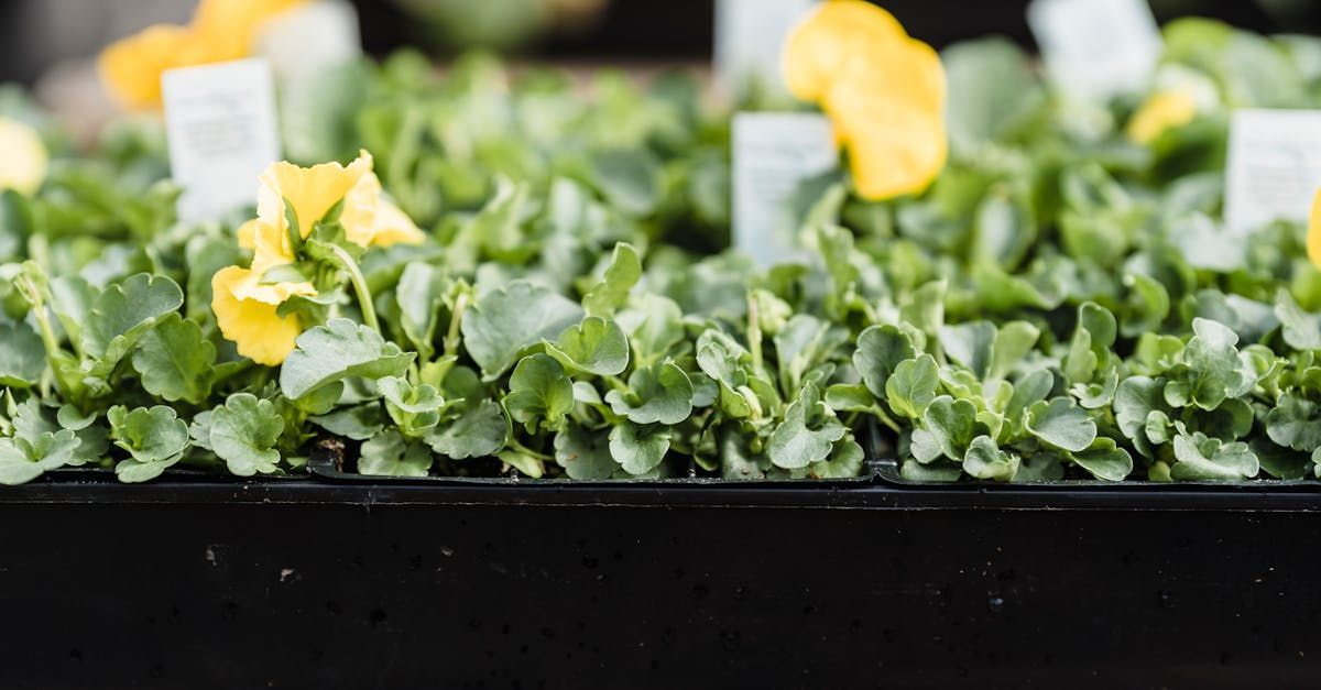 A close up of a tray of plants with yellow flowers and green leaves.