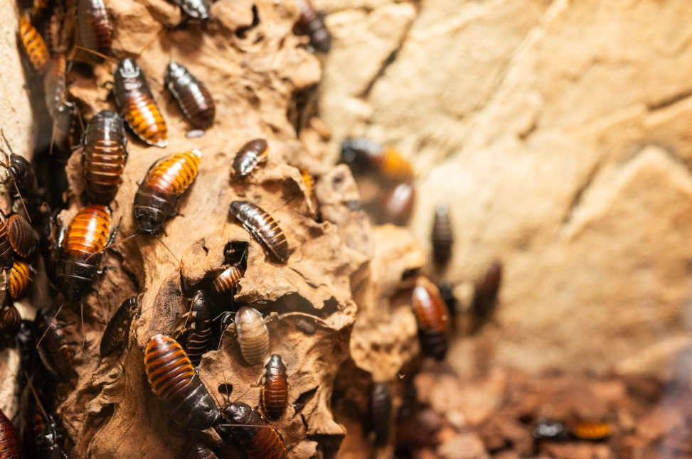 Cockroach infestation on wood surface showing common issues handled by pest control in Conroe homes and commercial properties.
