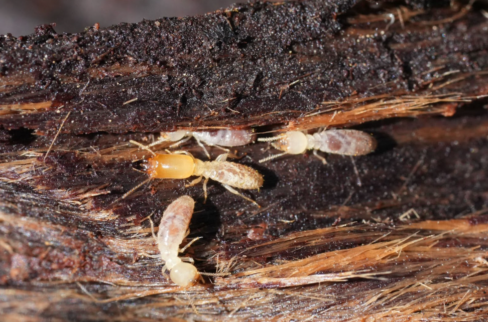 Close-up of termites in wood showing structural damage risks handled by pest control in Conroe properties.