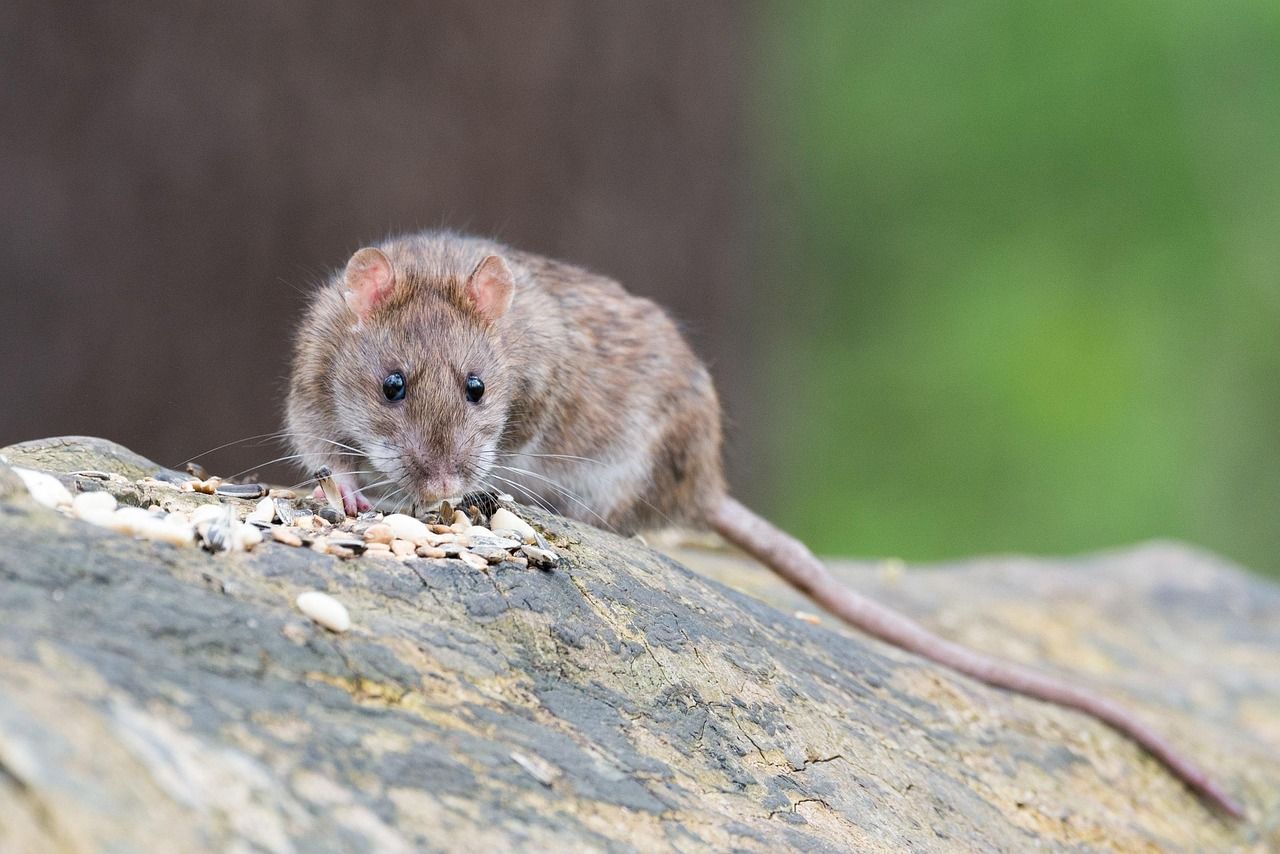 Close-up of a rodent, highlighting the need for professional rodent control services in Splendora TX