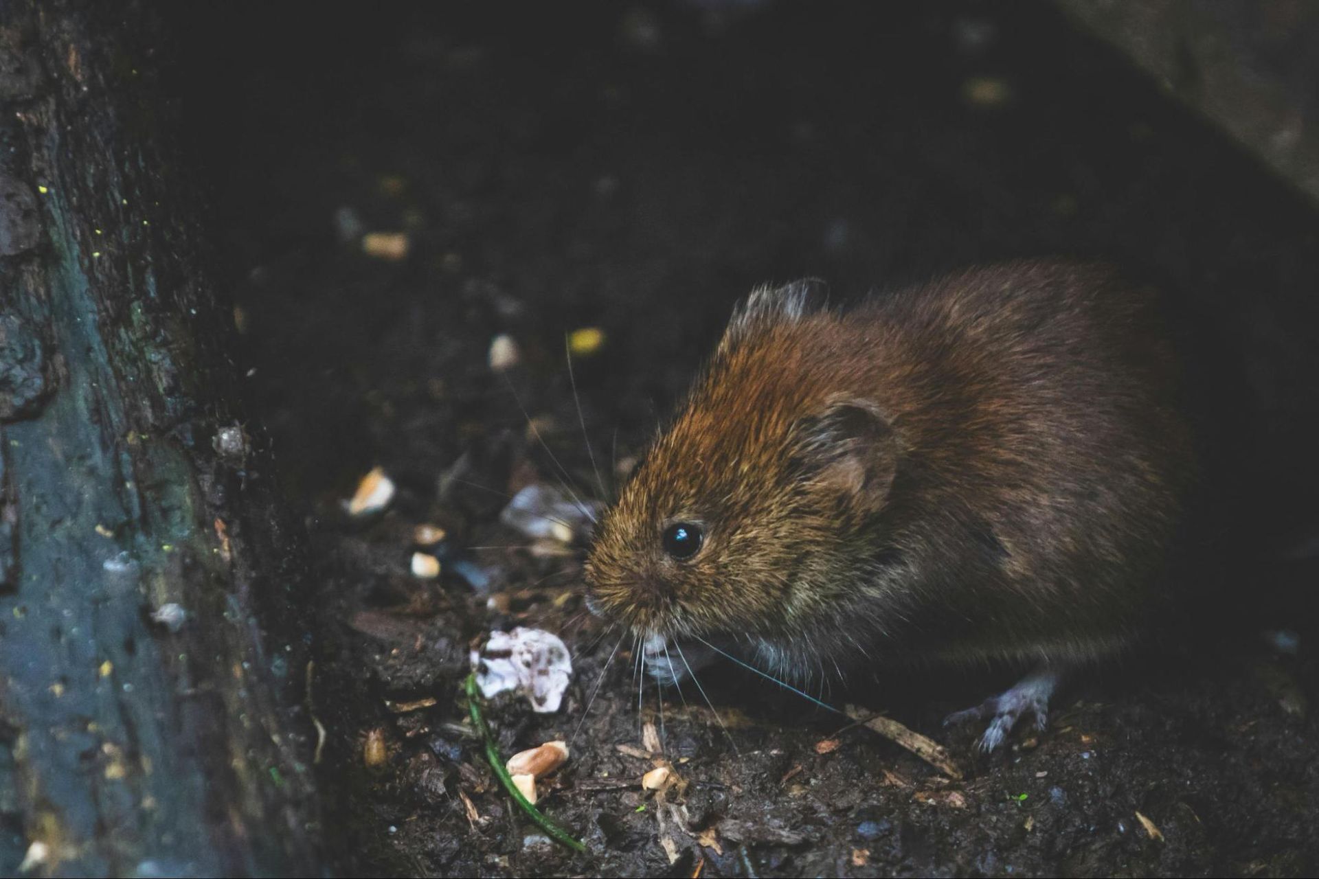 Close-up of rodent