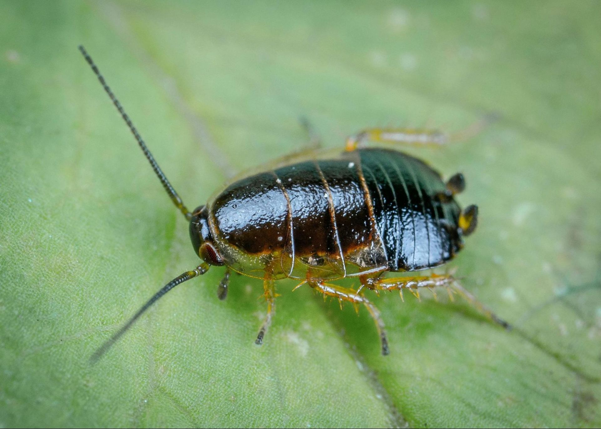 Cockroach on leaf