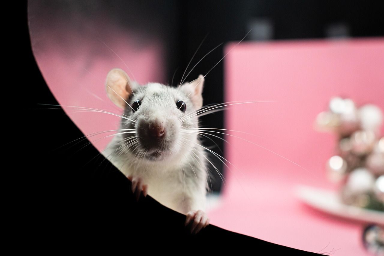 Rodent inside a home