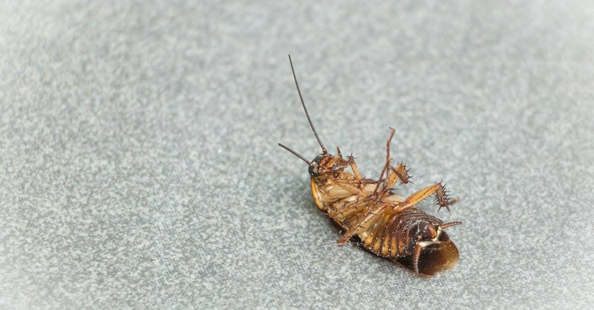 dead cockroach indicating successful pest treatment indoors