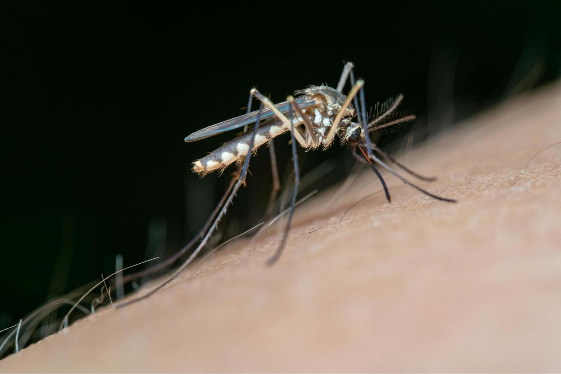 Close-up of a mosquito on human skin