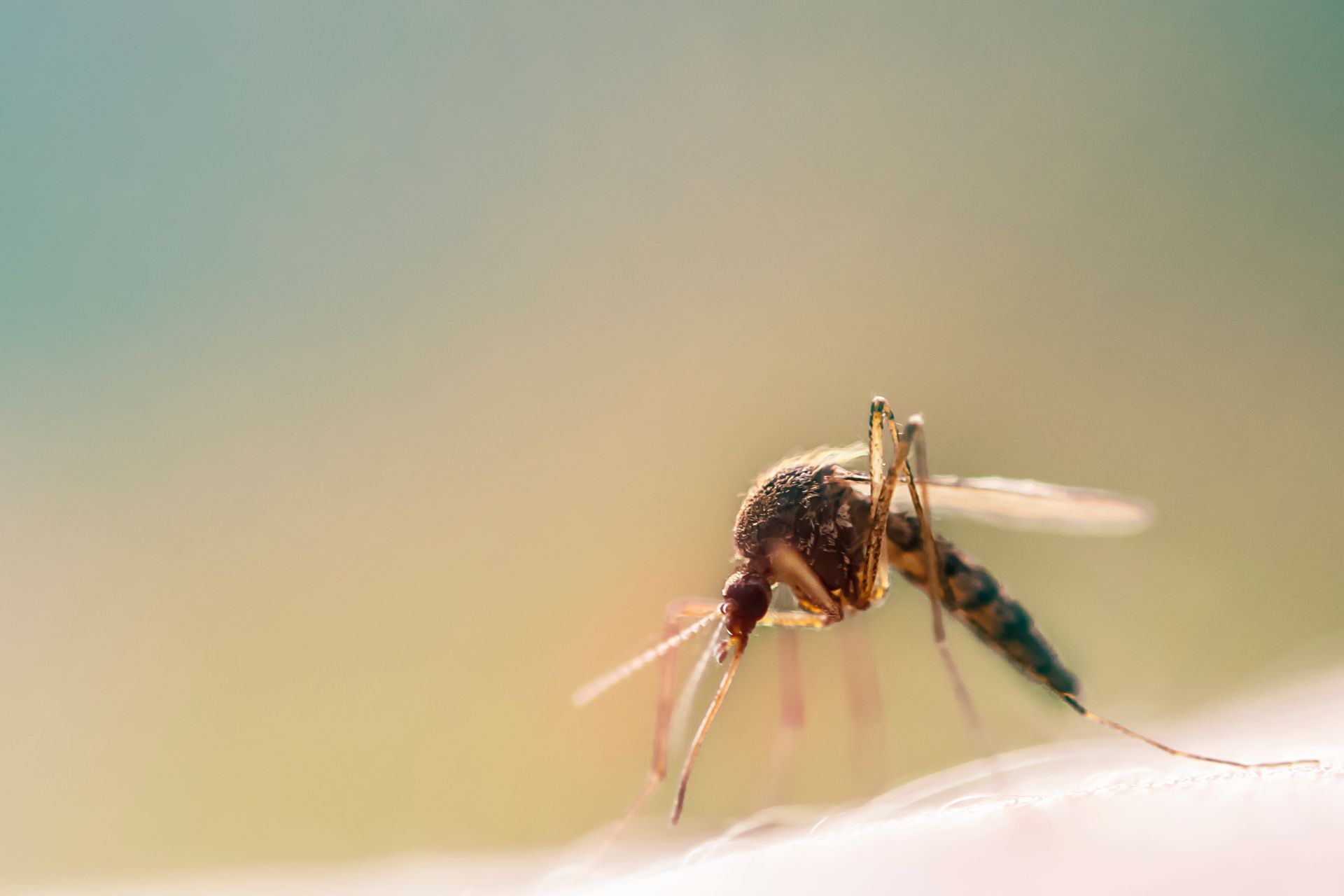 close-up photo of mosquito, representing Huffman Cleveland Rd area Pest Control